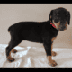 Doberman puppies