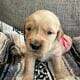 Akc Golden Retriever puppies