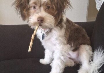 7 Month Old Morkie Male