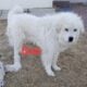 Great Pyrenees mix puppies
