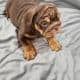 English Bulldog Chocolate AKC