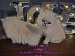 Gorgeous Himalayan Persian Kittens