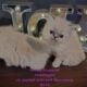 Gorgeous Himalayan Persian Kittens
