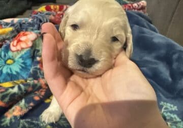 Precious Goldendoodle puppy- yellow
