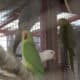 Indian Ringneck