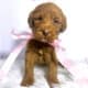F1b Red and Chocolate Labradoodles