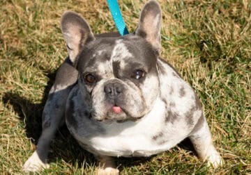 AKC French bulldog female in Indiana (Ocean)