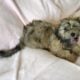 AKC Havanese puppies