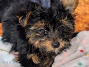 Yorkshire teacup Boy Light Blue