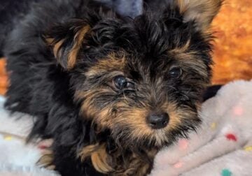 Yorkshire teacup Boy Light Blue