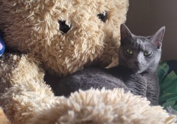 1 year old gray cat