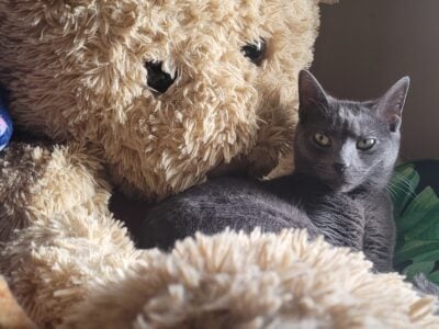 1 year old gray cat