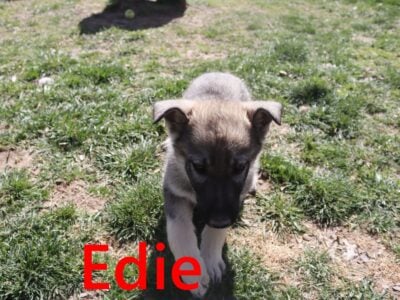 AKC German Shepherd Female (Edie)