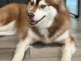 Siberian husky akg
