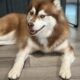 Siberian husky akg