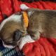 Mini aussiechons for sale puppies