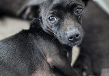 Dachshund