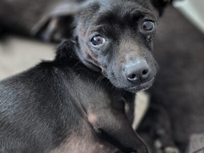 Dachshund