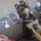 10 week female german shepherd