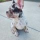 French bulldog puppy