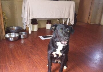 Lab& terrier mixed