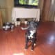 Lab& terrier mixed
