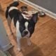 Boston Terrier