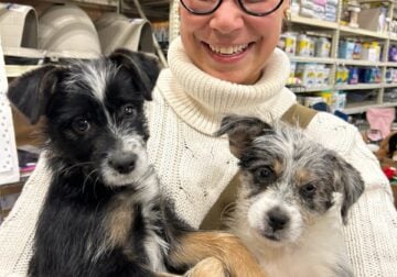 Mini Australian Shepherd dogs & puppies for sale