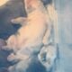 French Bull Dog Puppies