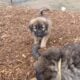Armenian Gampr LGD Mix Puppies