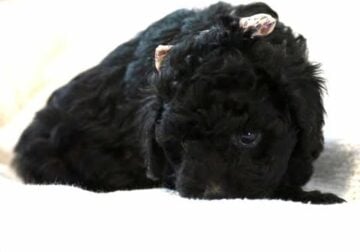 Toy Poodle Puppies