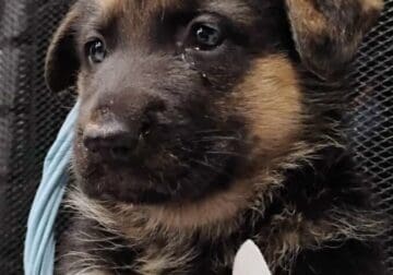 AKC German Shepherd Puppies For Sale
