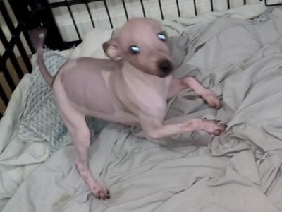 American Hairless Terrier Boy04