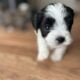 Shih Tzu Poodle Puppies