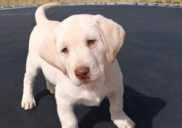 Reggie AKC Lab