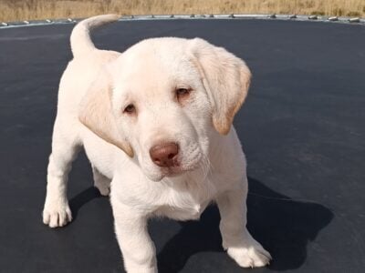 Reggie AKC Lab