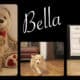 Mini Goldendoodle LAKELAND FL