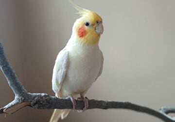 Tamed Lutino Cockatiel