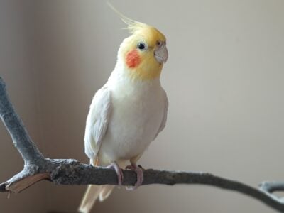 Tamed Lutino Cockatiel
