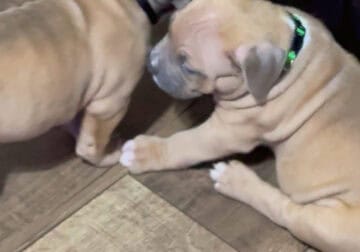 American Bully