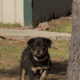 Female Rottweiler