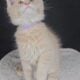 Maine Coon Kittens