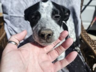 Aussie/ husky/Eskimo puppies