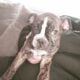 Old English bulldog