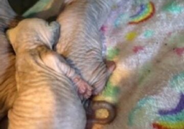 Sphynx Kittens