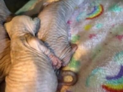 Sphynx Kittens