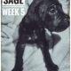 Sage The Great Dane