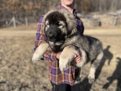 Sarplaninac puppies