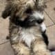 Prince Charming – Chinese Crested Powderpuff