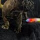French bulldog puppies